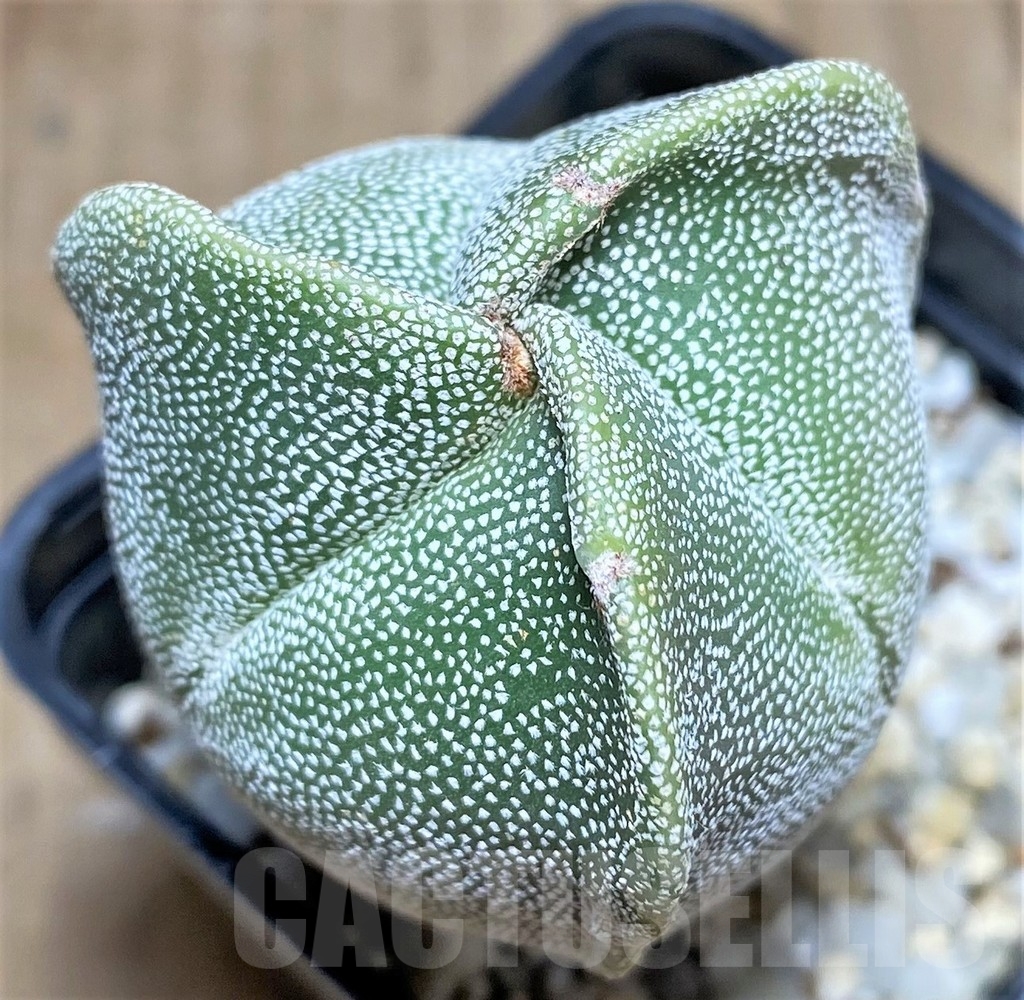 SHPR24862 Astrophytum myriostigma f. tricostatum