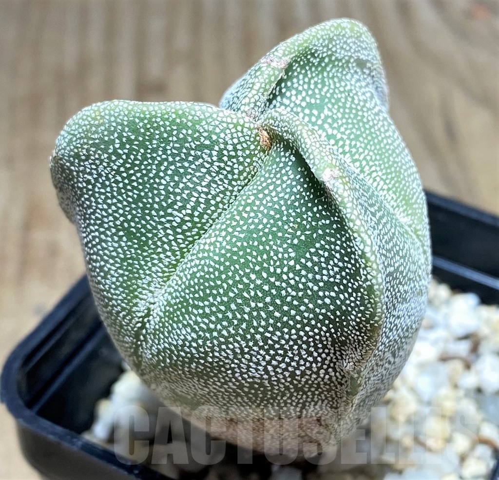 SHPR24862 Astrophytum myriostigma f. tricostatum - Image 2