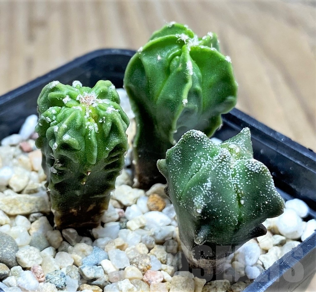 SHPR24863 Astrophytum mix, seedling 3 plants - Image 2