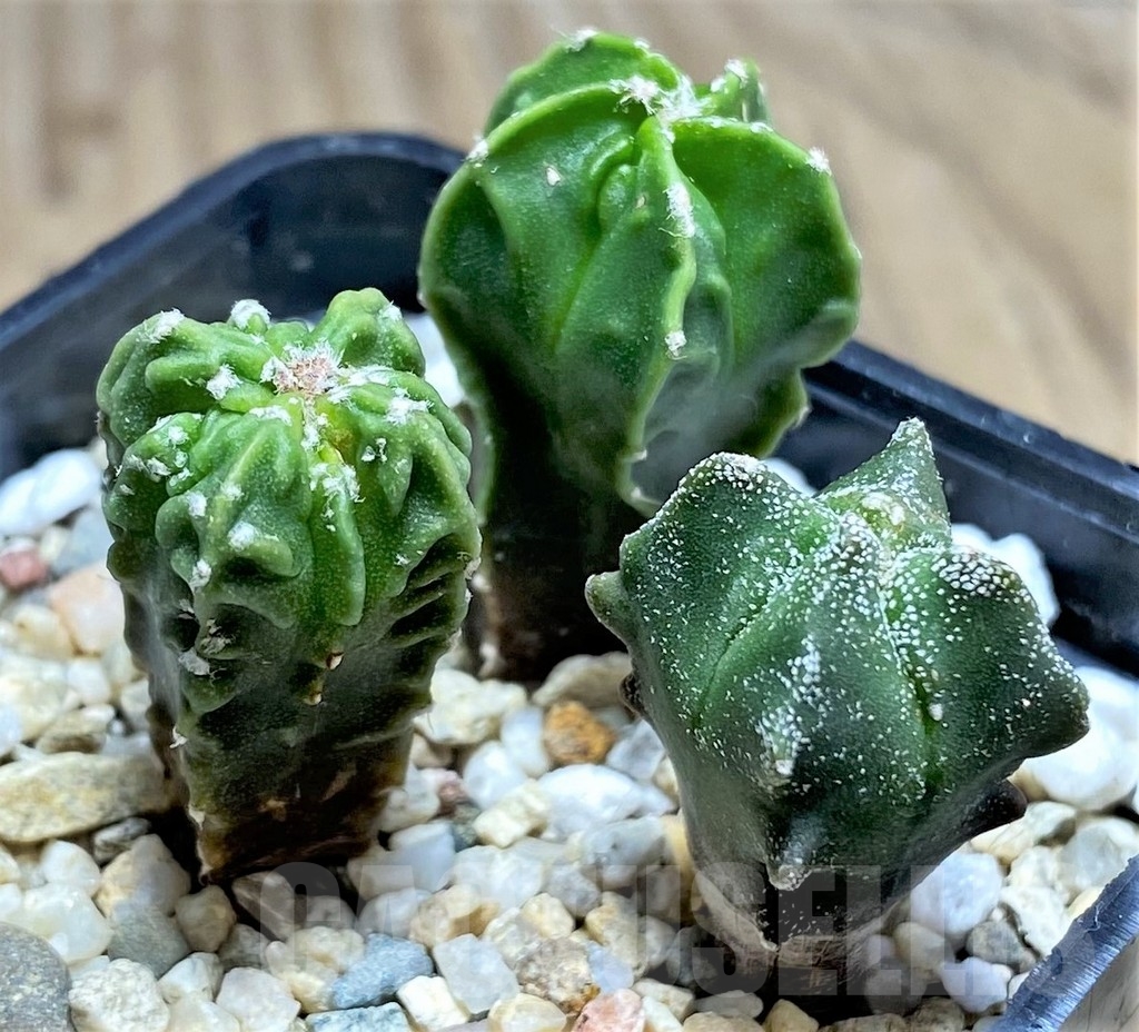 SHPR24863 Astrophytum mix, seedling 3 plants