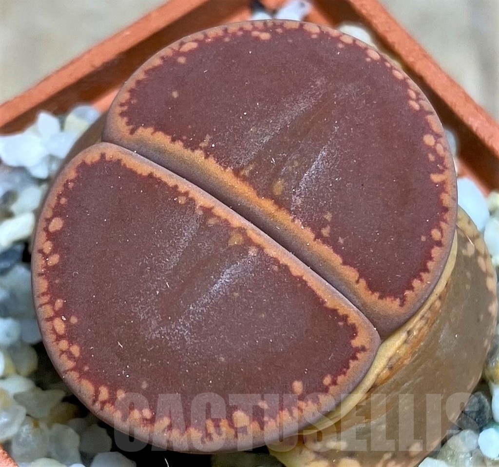 SHPR24865 Lithops aucampiae 'Nugget'