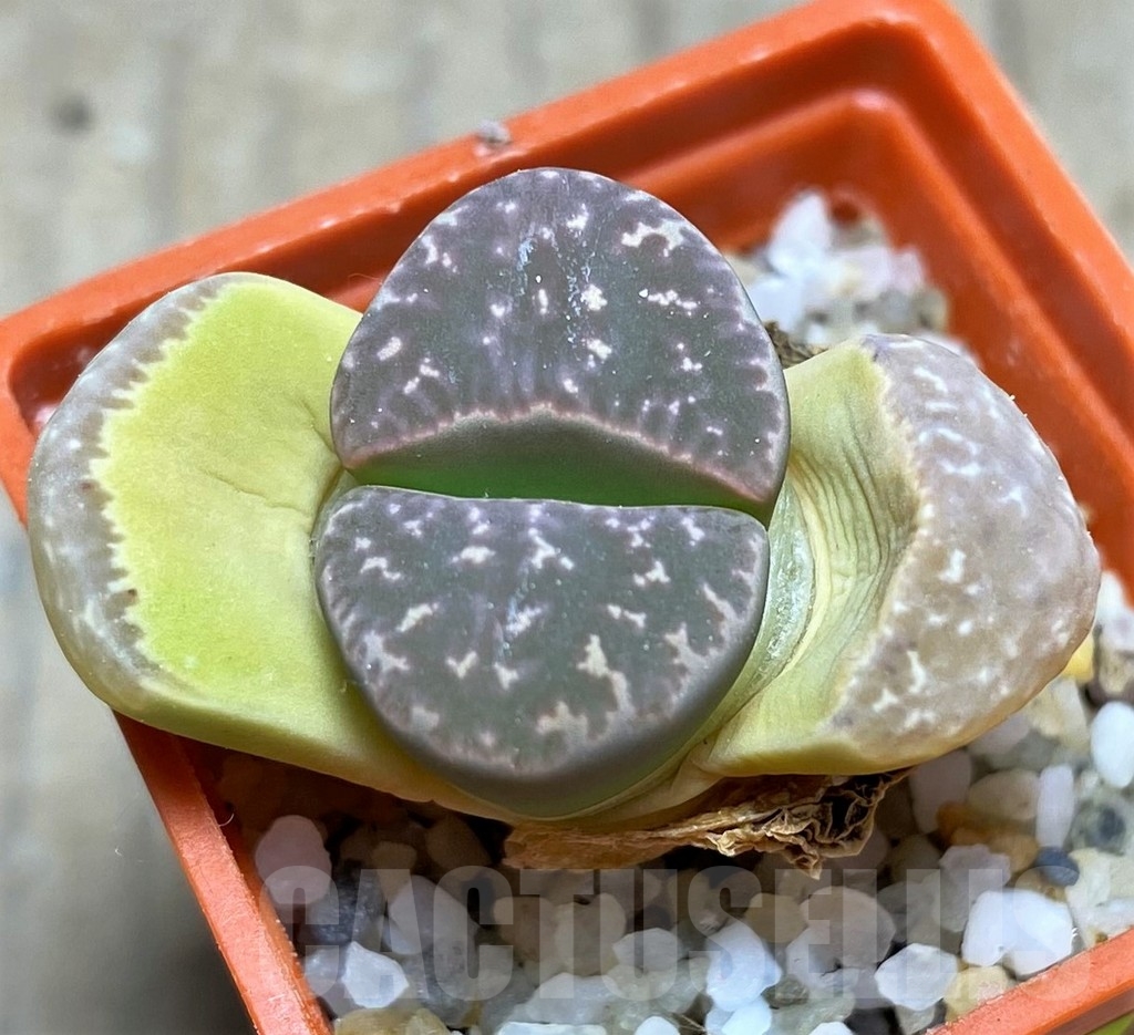 SHPR24866 Lithops naureeniae