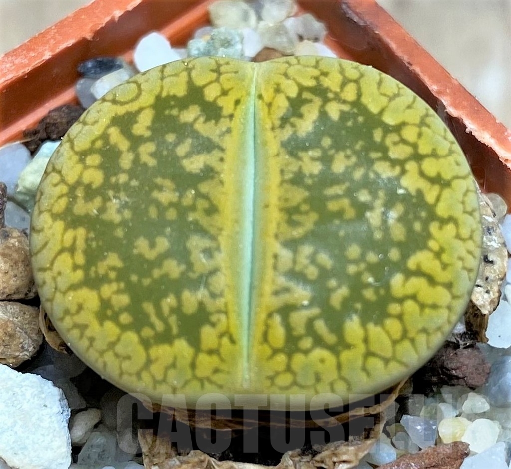 SHPR24868 Lithops aucampiae 'Jackson's Jade'