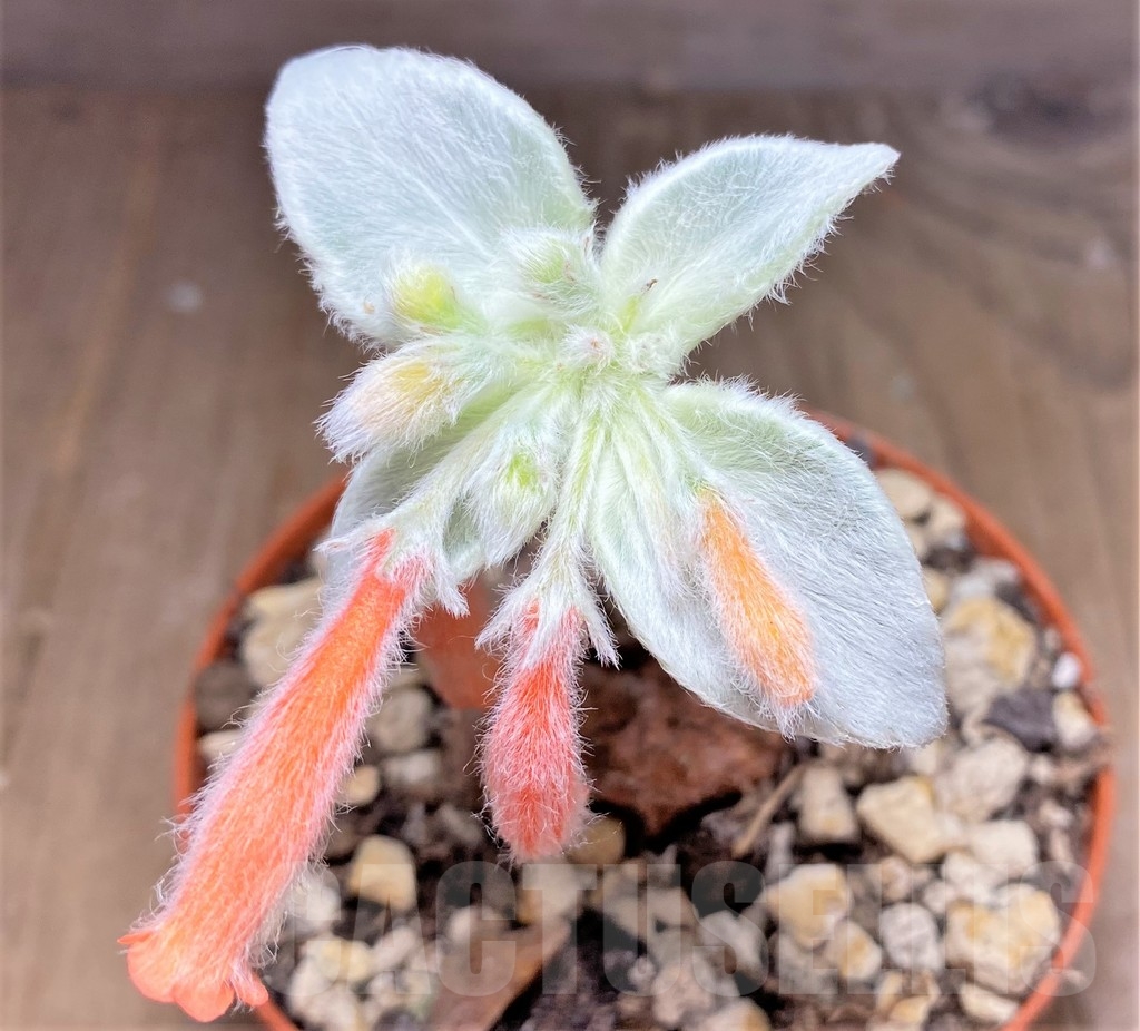 SHPR24869 Sinningia leucotricha