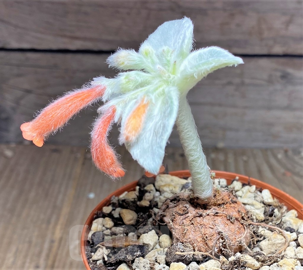 SHPR24869 Sinningia leucotricha - Image 2