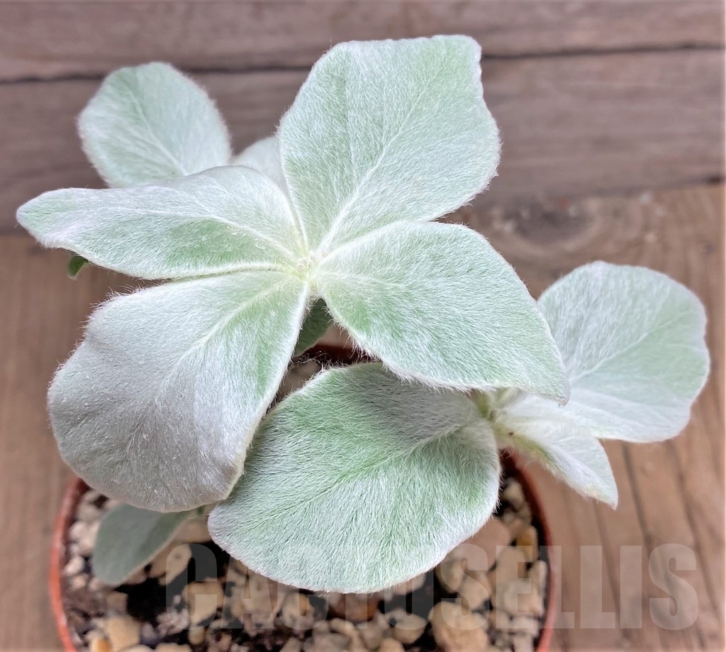 SHPR24870 Sinningia leucotricha