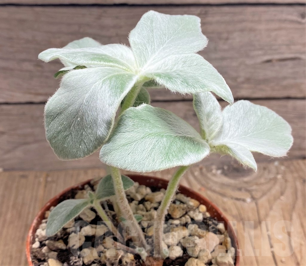 SHPR24870 Sinningia leucotricha - Image 2