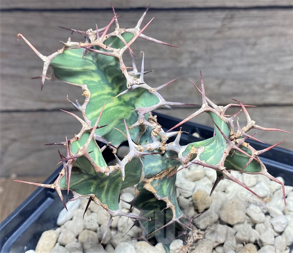 SHPR24872 Euphorbia grandialata - Зображення 2