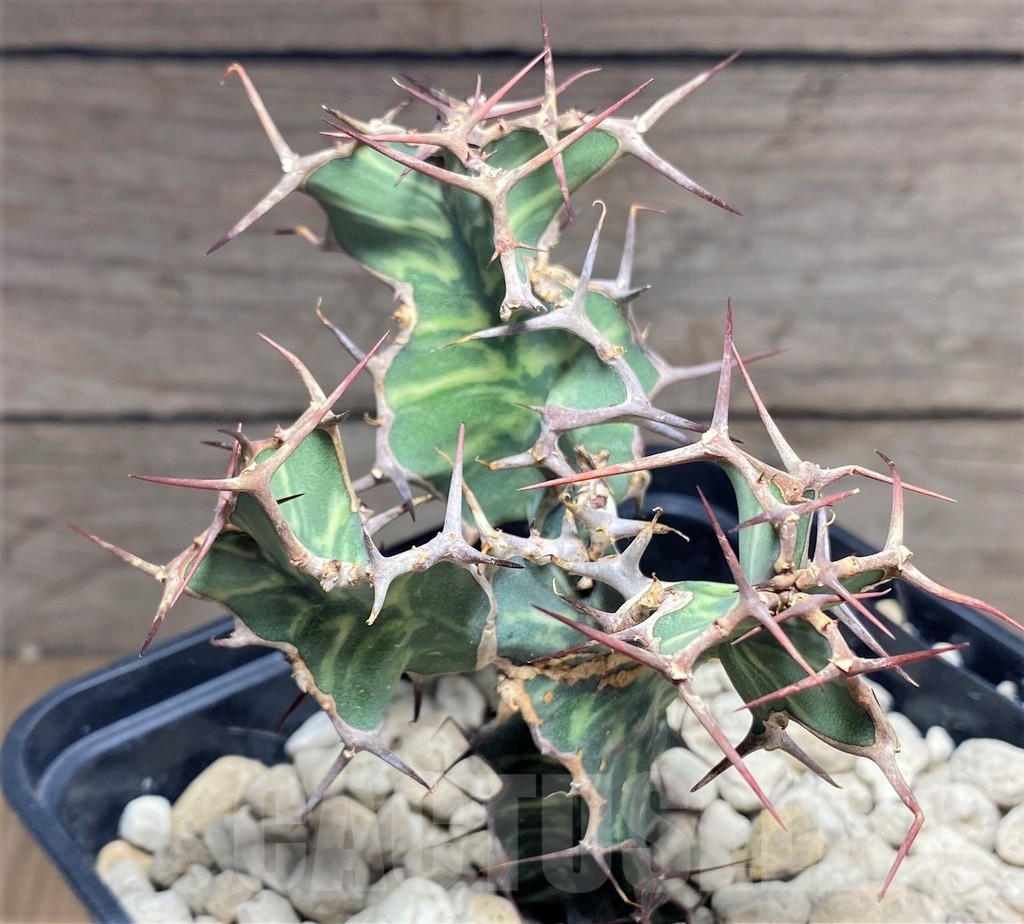 SHPR24872 Euphorbia grandialata