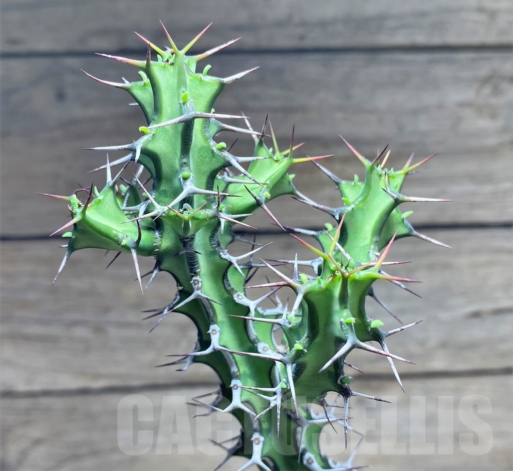 SHPR24873 Euphorbia aff. petraea PV 2697