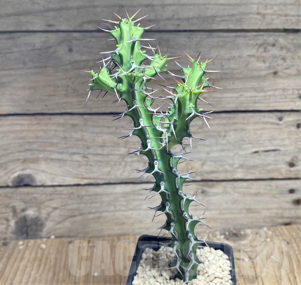 SHPR24873 Euphorbia aff. petraea PV 2697 - Image 2