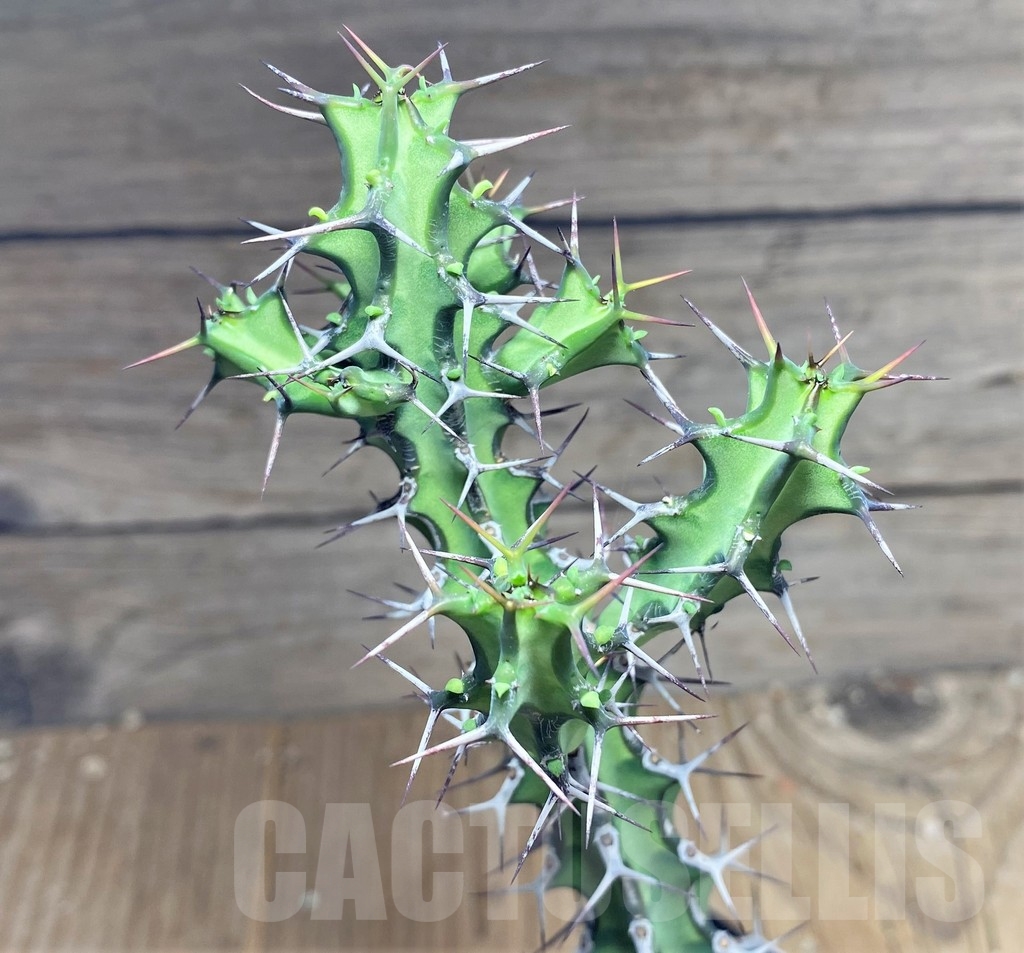 SHPR24873 Euphorbia aff. petraea PV 2697 - Image 3