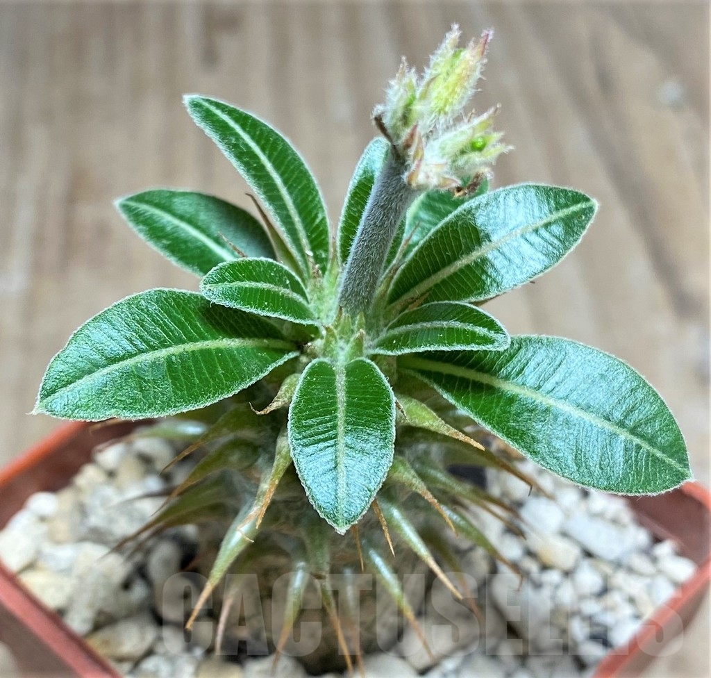 SHPR24892 Pachypodium makayense