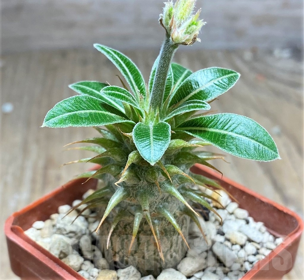 SHPR24892 Pachypodium makayense – Image 2