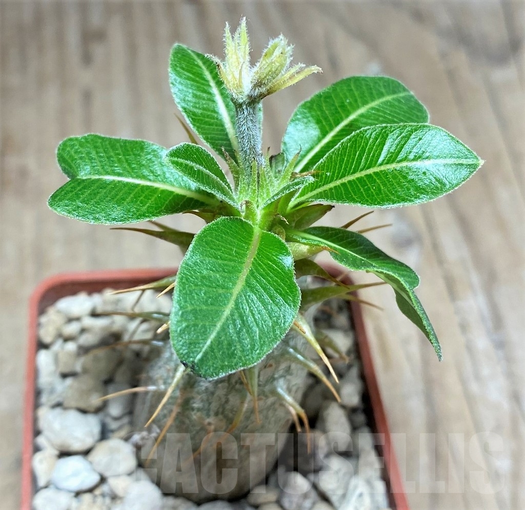 SHPR24893 Pachypodium makayense