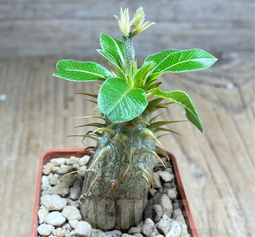 SHPR24893 Pachypodium makayense – Image 2