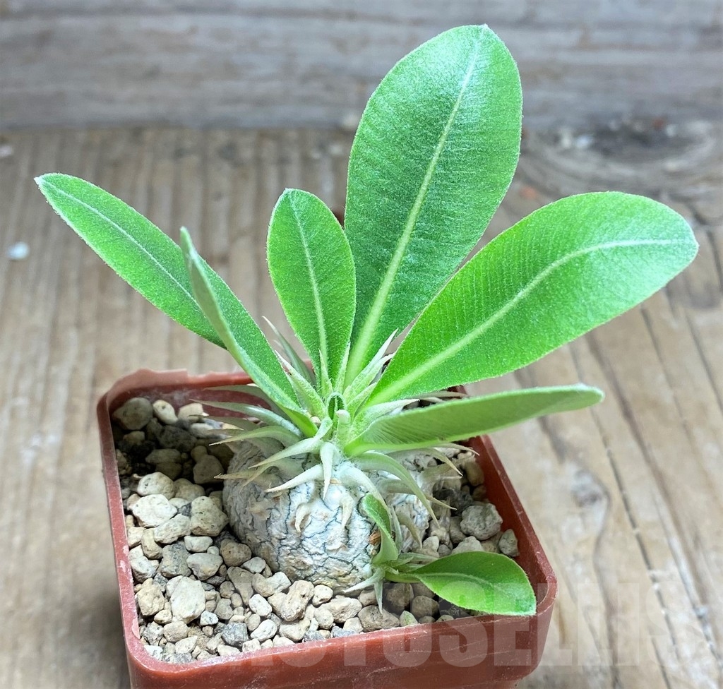SHPR24894 Pachypodium eburneum, dull hairy leaf