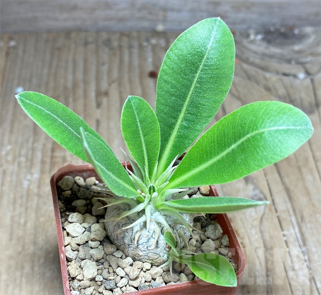 SHPR24894 Pachypodium eburneum, dull hairy leaf - Image 2