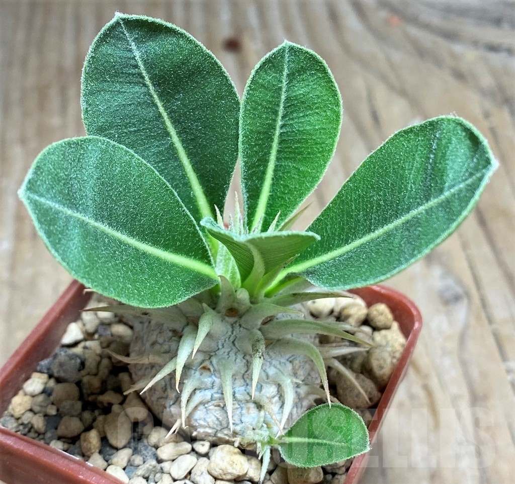 SHPR24895 Pachypodium eburneum, dull hairy leaf - Image 2