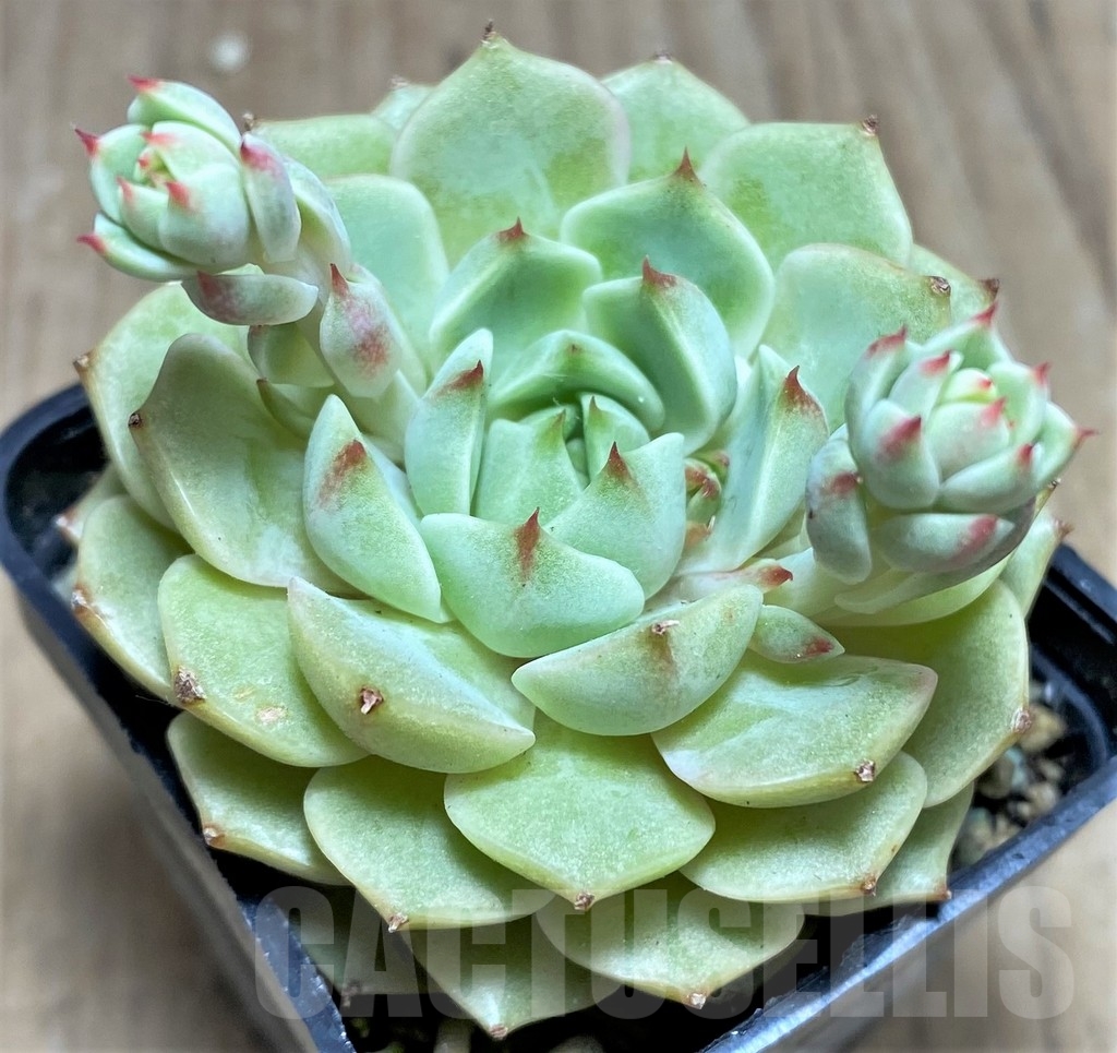 SHPR24898 Echeveria hybrid