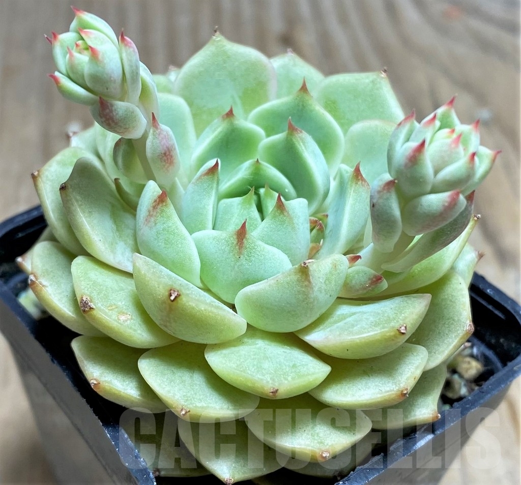 SHPR24898 Echeveria hybrid - Image 2