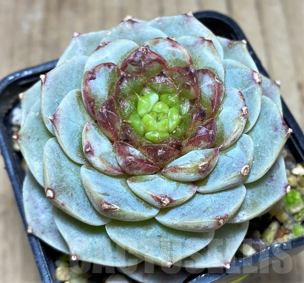 SHPR24899 Echeveria 'Red Velvet' - Image 2