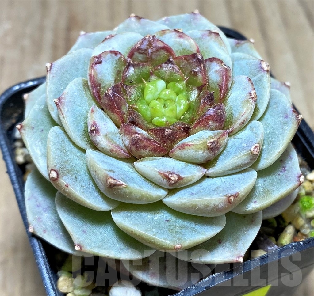 SHPR24899 Echeveria 'Red Velvet'