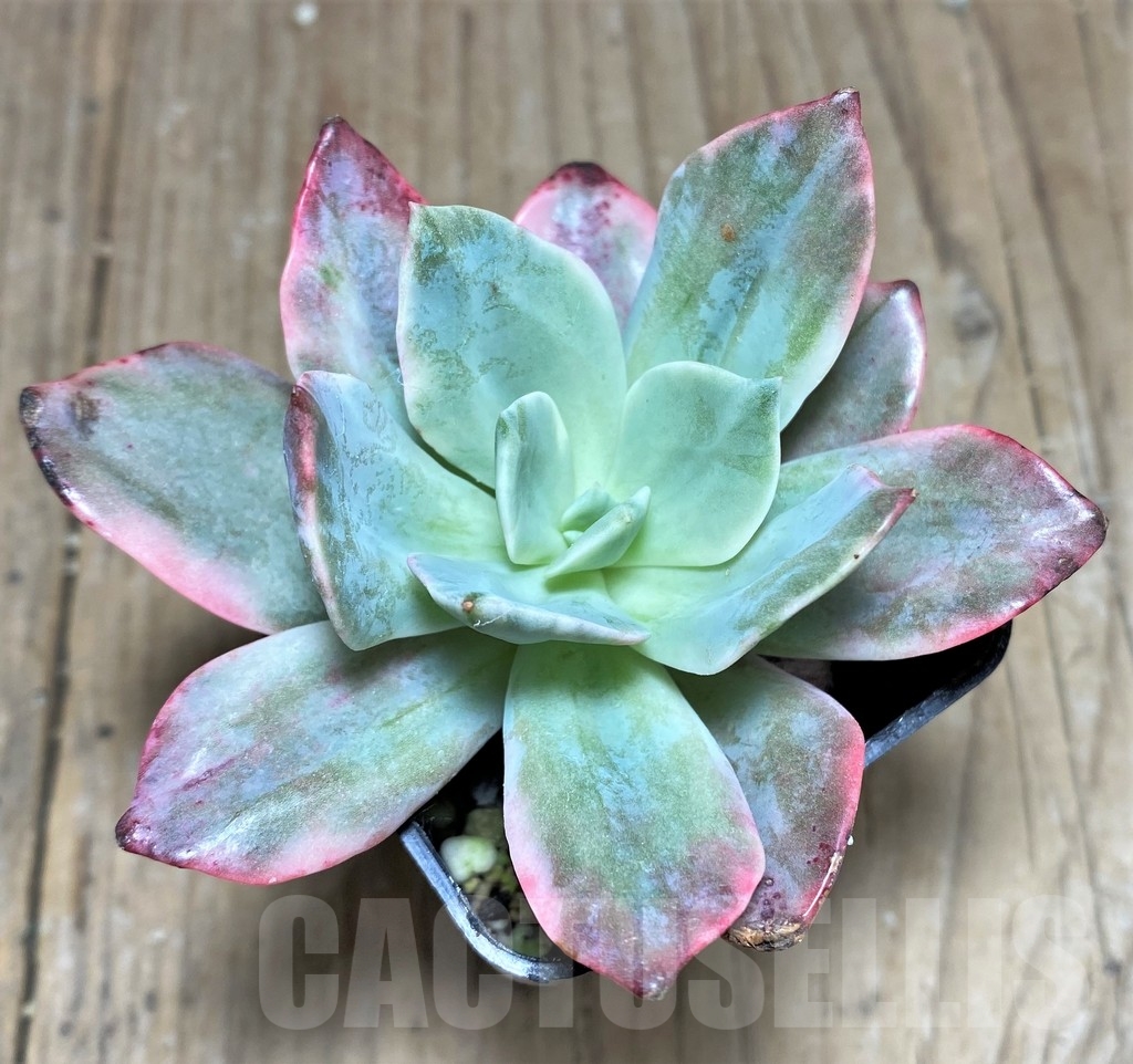 SHPR24901 Graptoveria ‘Harry Watson’ f. variegata