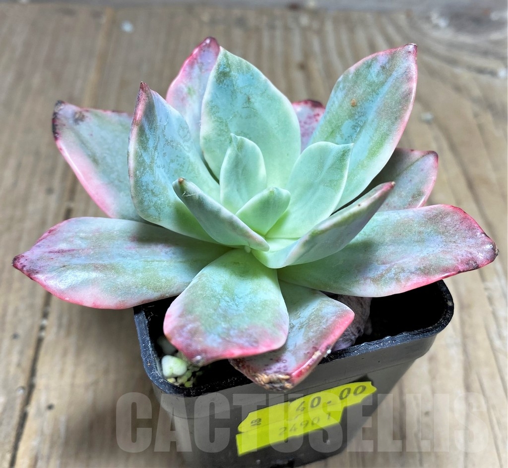 SHPR24901 Graptoveria ‘Harry Watson’ f. variegata - Image 2