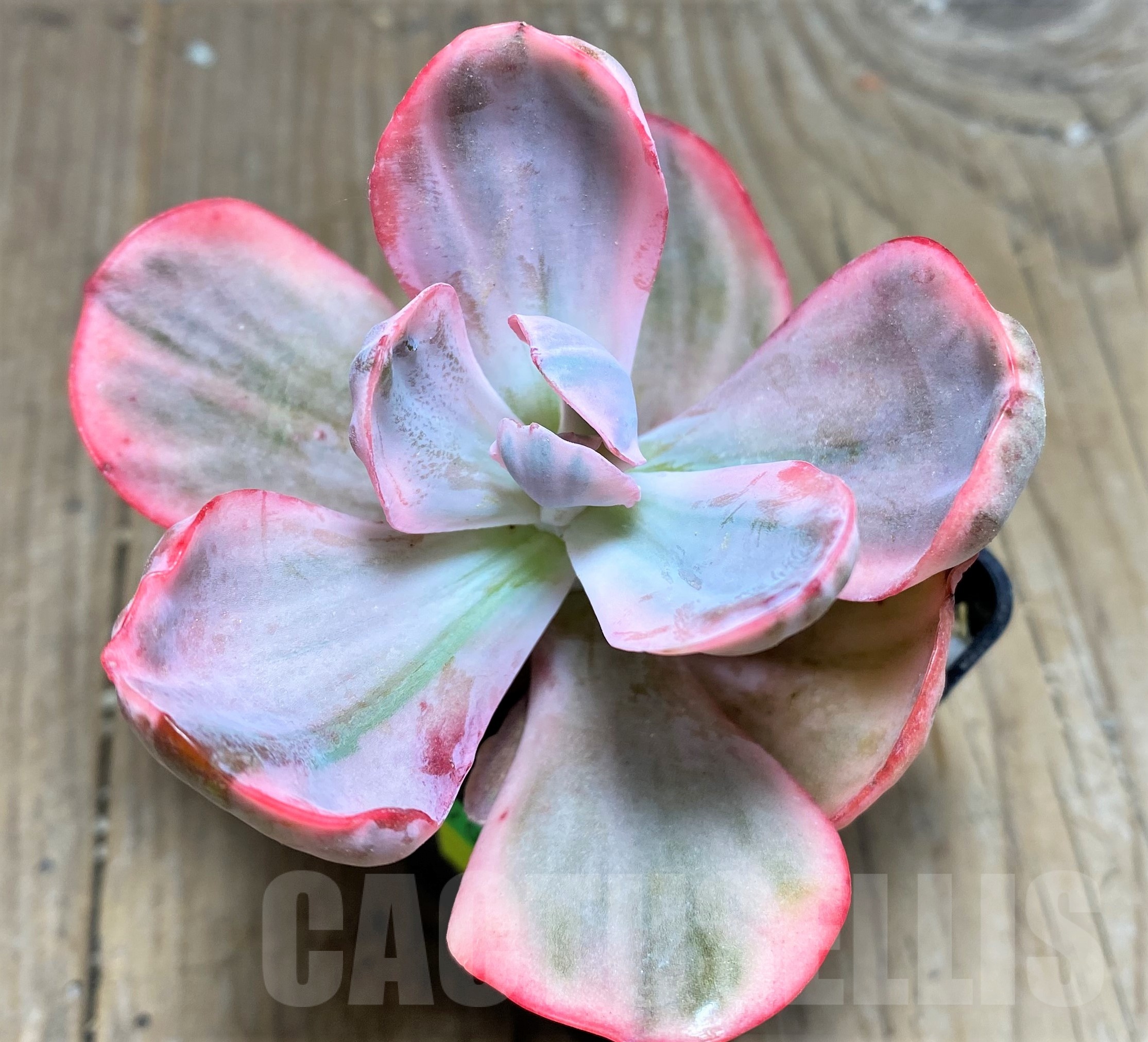 SHPR24902 Echeveria 'Flying cloud' f. variegata