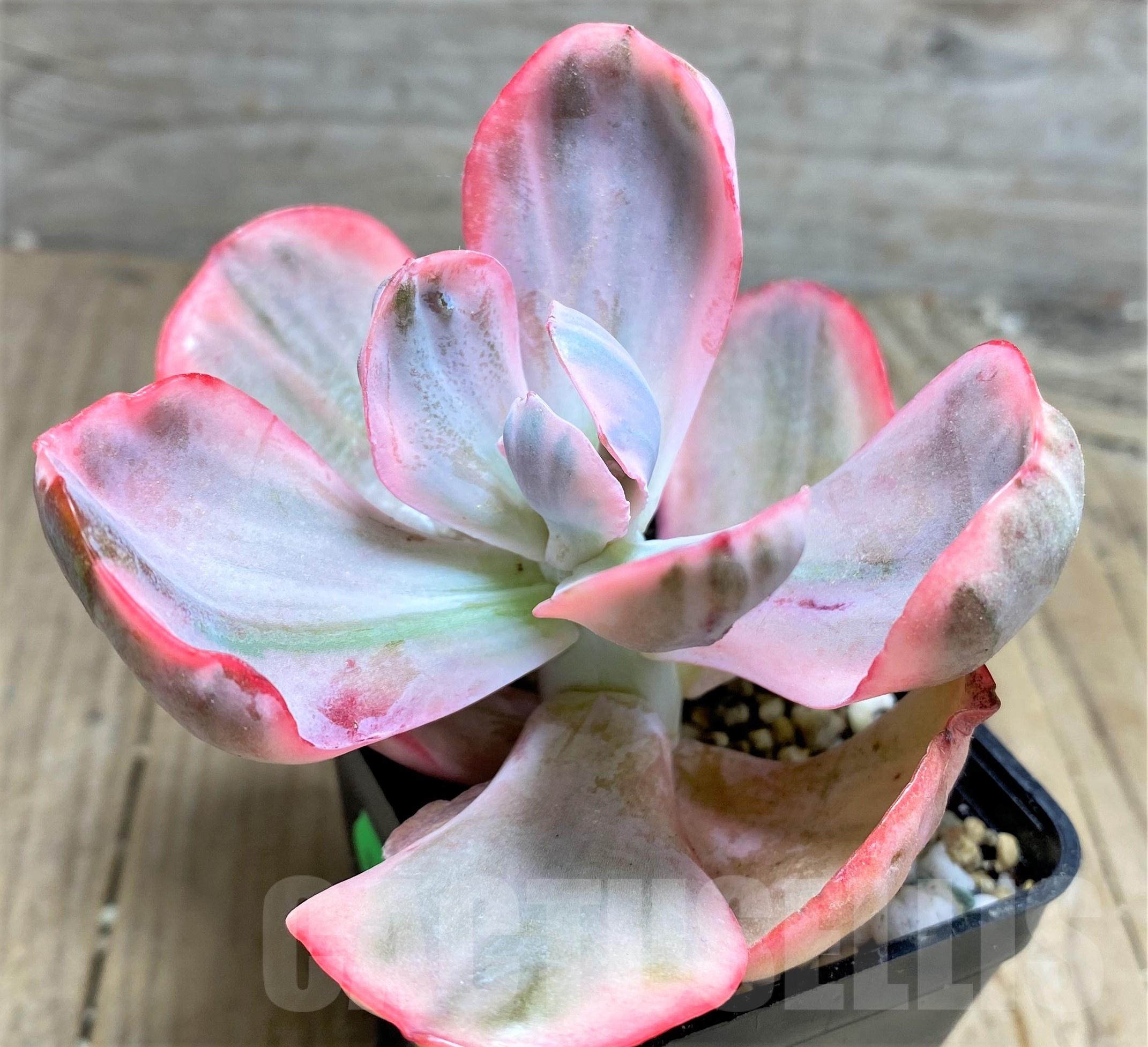 SHPR24902 Echeveria 'Flying cloud' f. variegata - Image 2