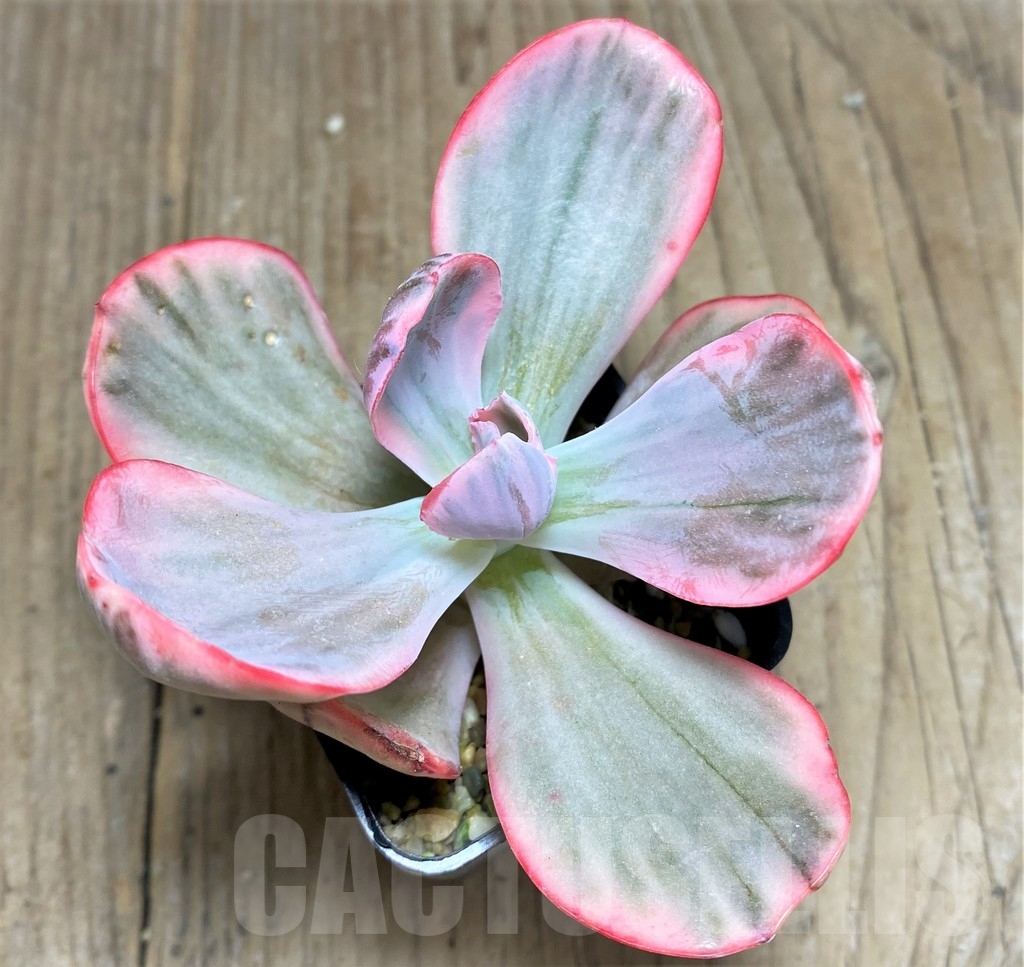 SHPR24903 Echeveria 'Pink Angel' f. variegata
