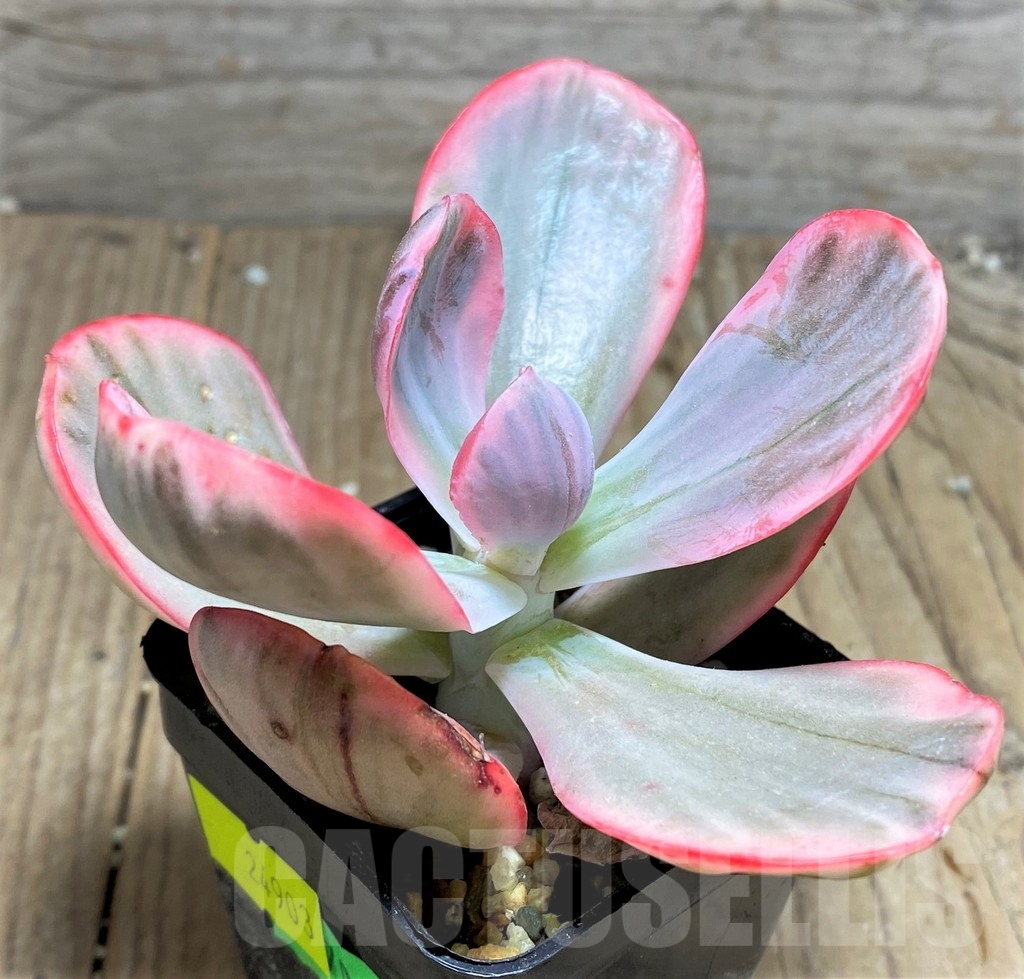 SHPR24903 Echeveria 'Pink Angel' f. variegata - Image 2