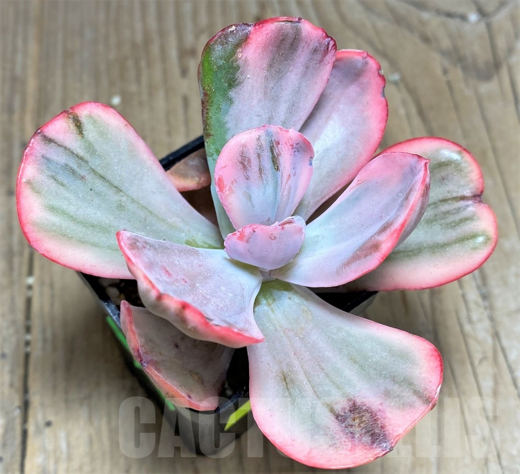 SHPR24904 Echeveria 'Flying cloud' f. variegata