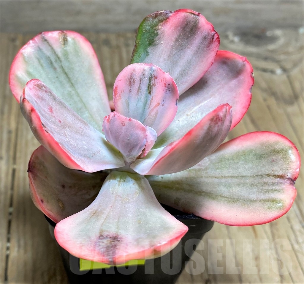 SHPR24904 Echeveria 'Flying cloud' f. variegata – Image 2