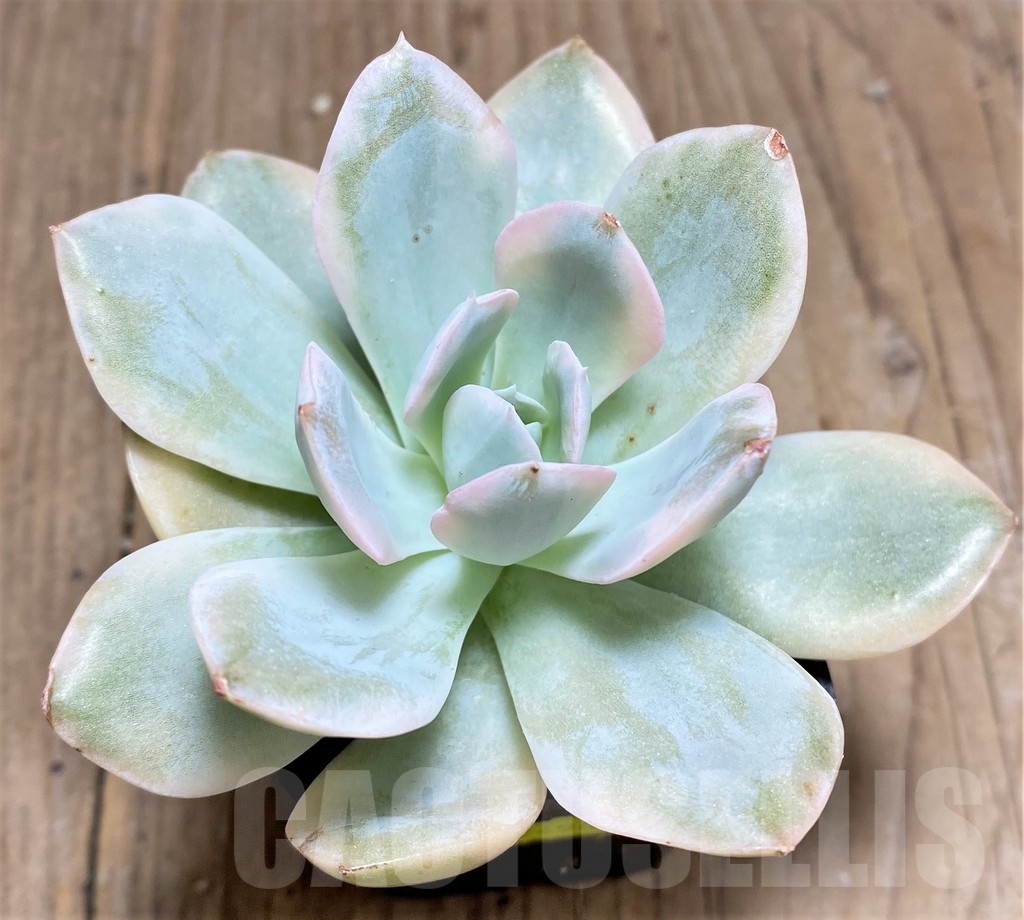 SHPR24905 Echeveria runyonii f. variegata - Image 2
