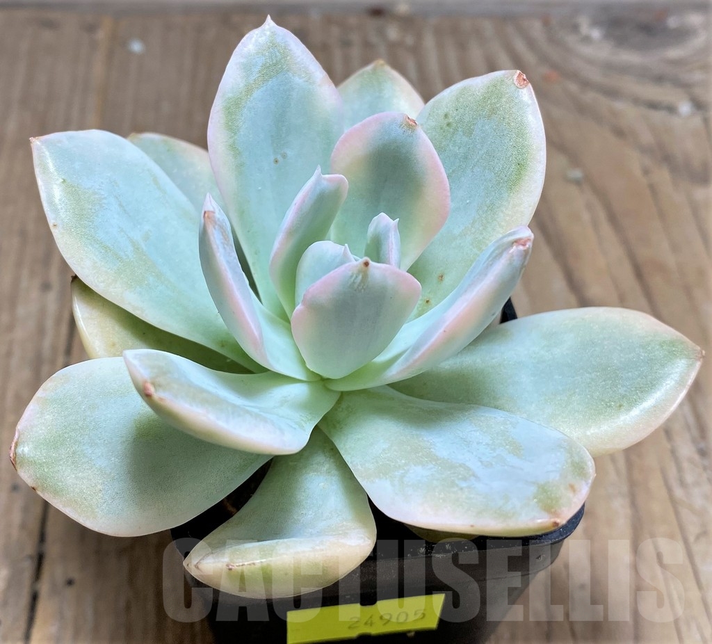 SHPR24905 Echeveria runyonii f. variegata