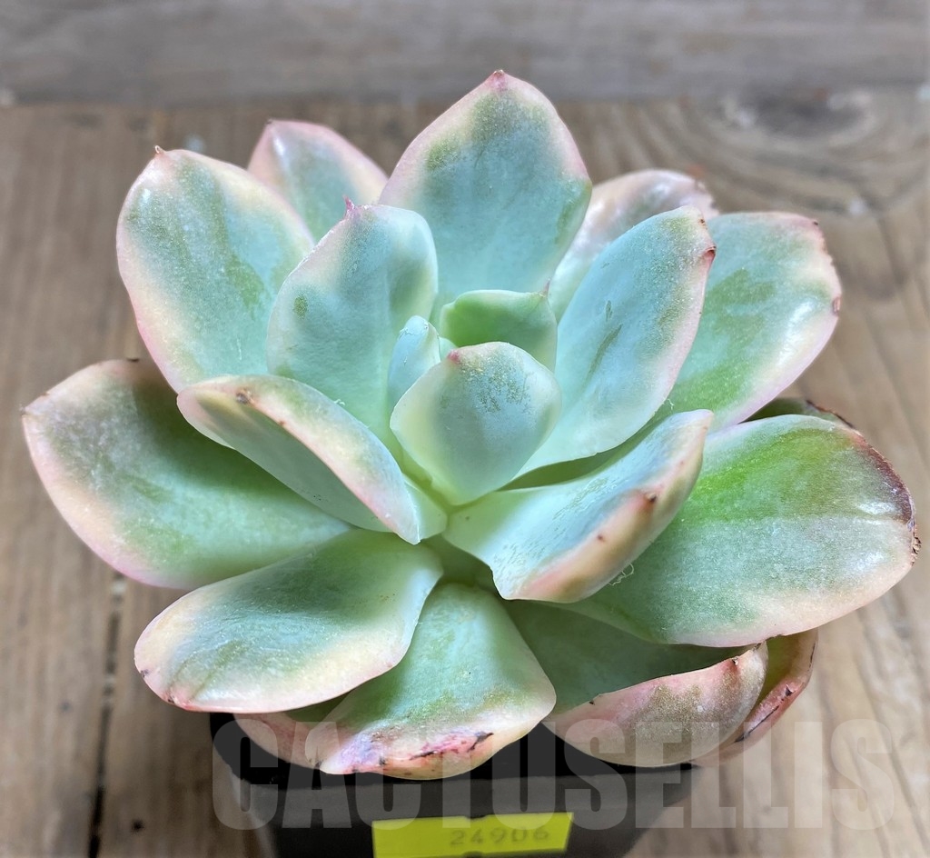SHPR24906 Echeveria 'Luella' f. variegata