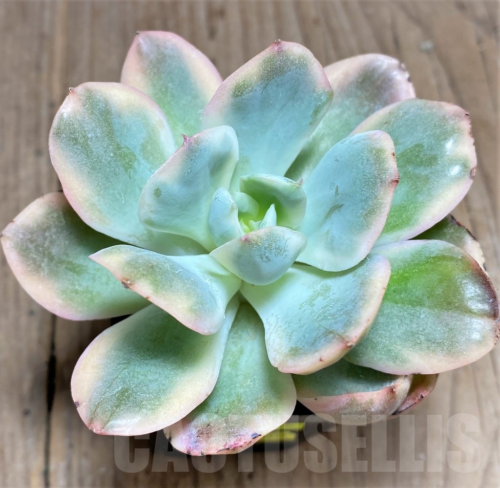 SHPR24906 Echeveria 'Luella' f. variegata - Image 2
