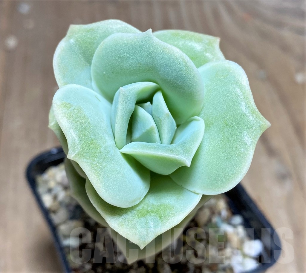 SHPR24908 Echeveria 'Lovely Rose' - Image 2