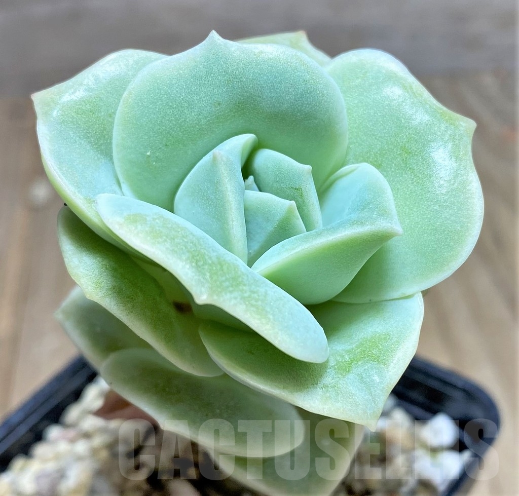SHPR24908 Echeveria 'Lovely Rose'