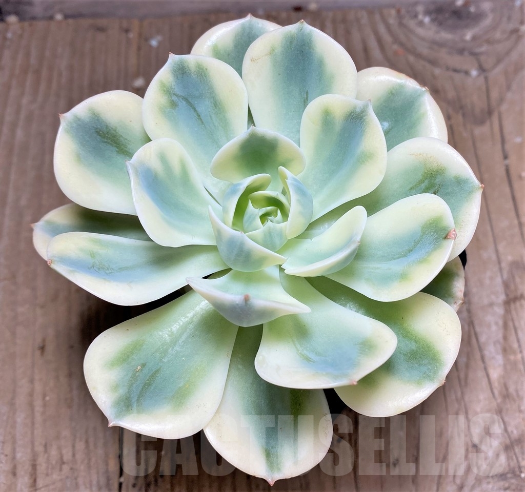SHPR24912 Echeveria 'Lenore Dean' f. variegata - Image 2
