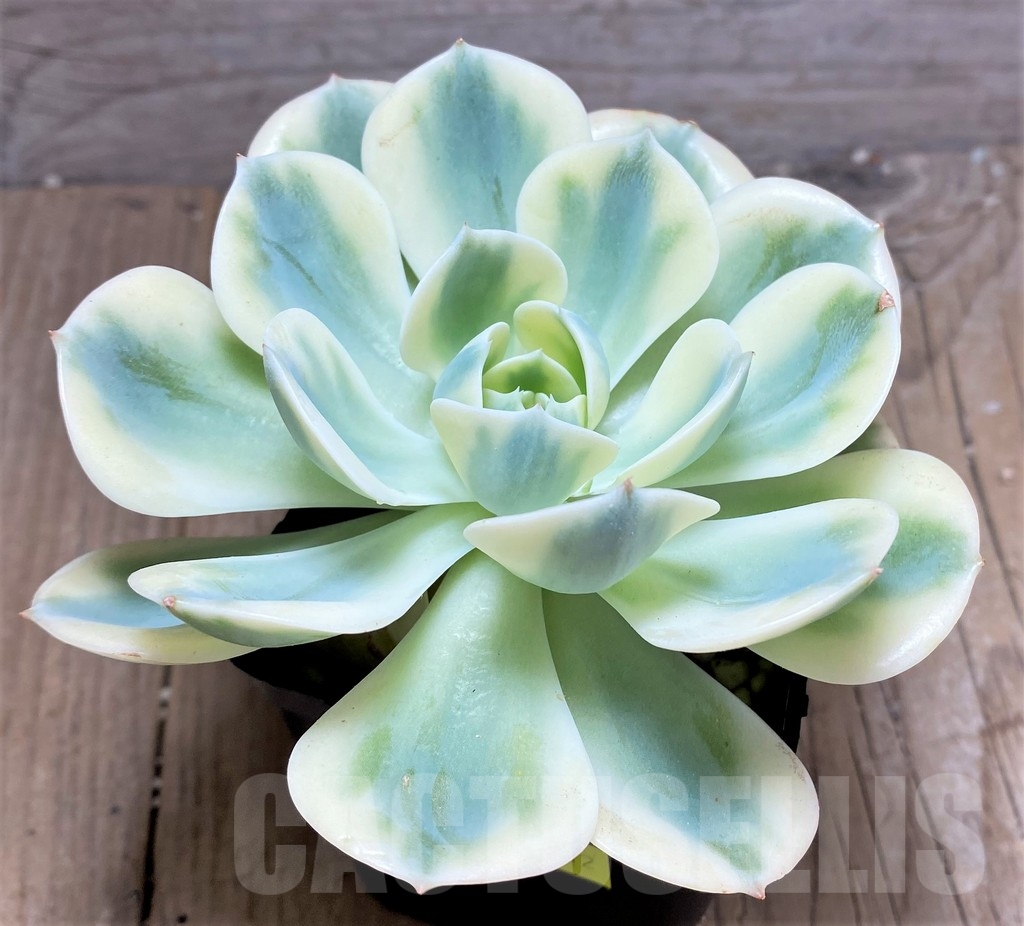 SHPR24912 Echeveria 'Lenore Dean' f. variegata