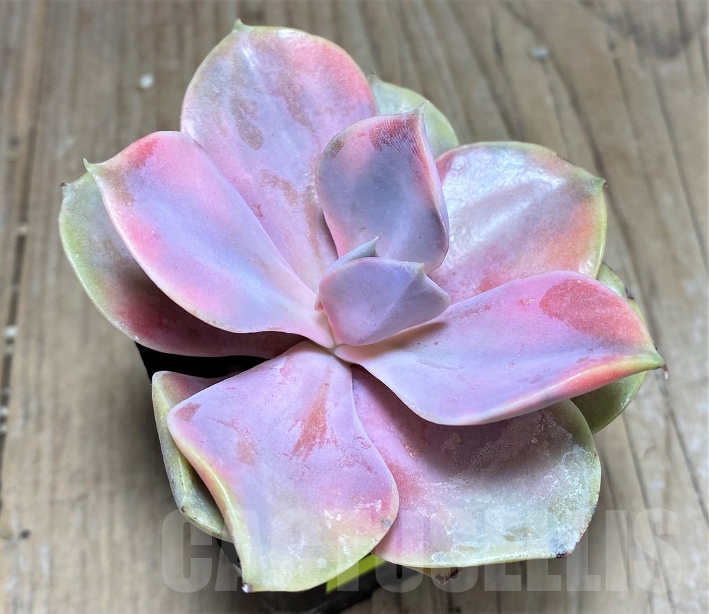 SHPR24914 Echeveria 'Rainbow' - Image 2