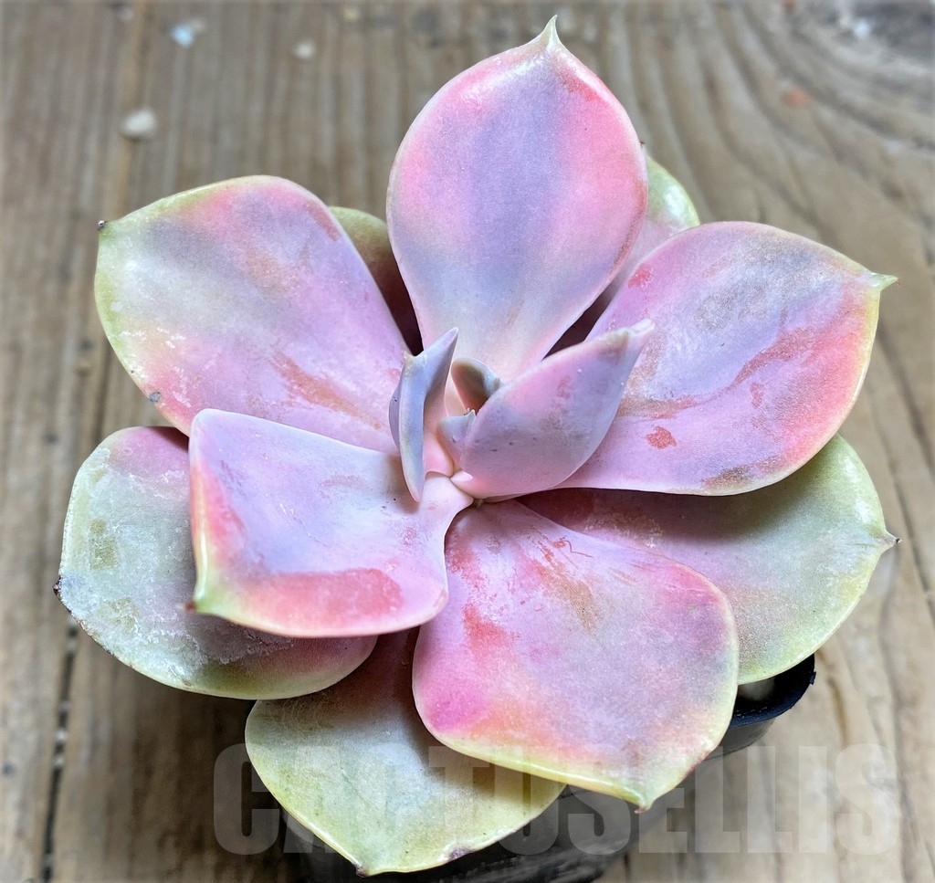SHPR24914 Echeveria 'Rainbow'