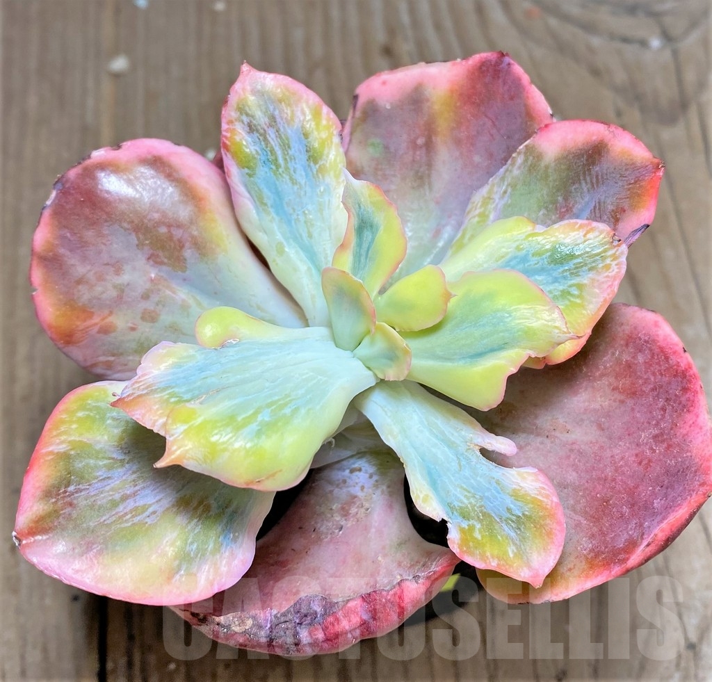 SHPR24916 Echeveria 'Dick Wright' f. variegata - Image 2