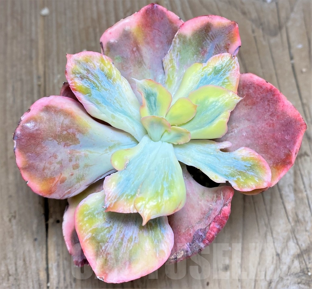 SHPR24916 Echeveria 'Dick Wright' f. variegata