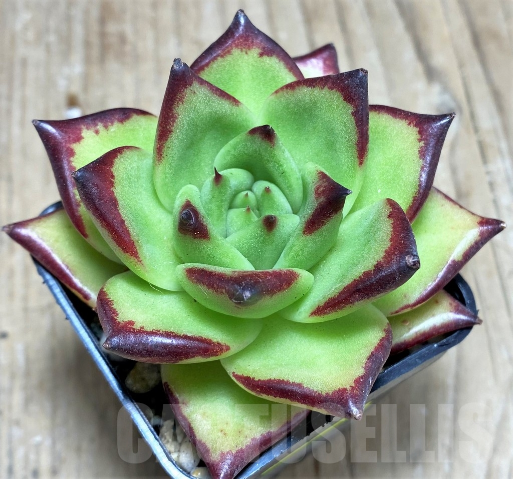 SHPR24920 Echeveria agavoides 'Ebony' - Image 2