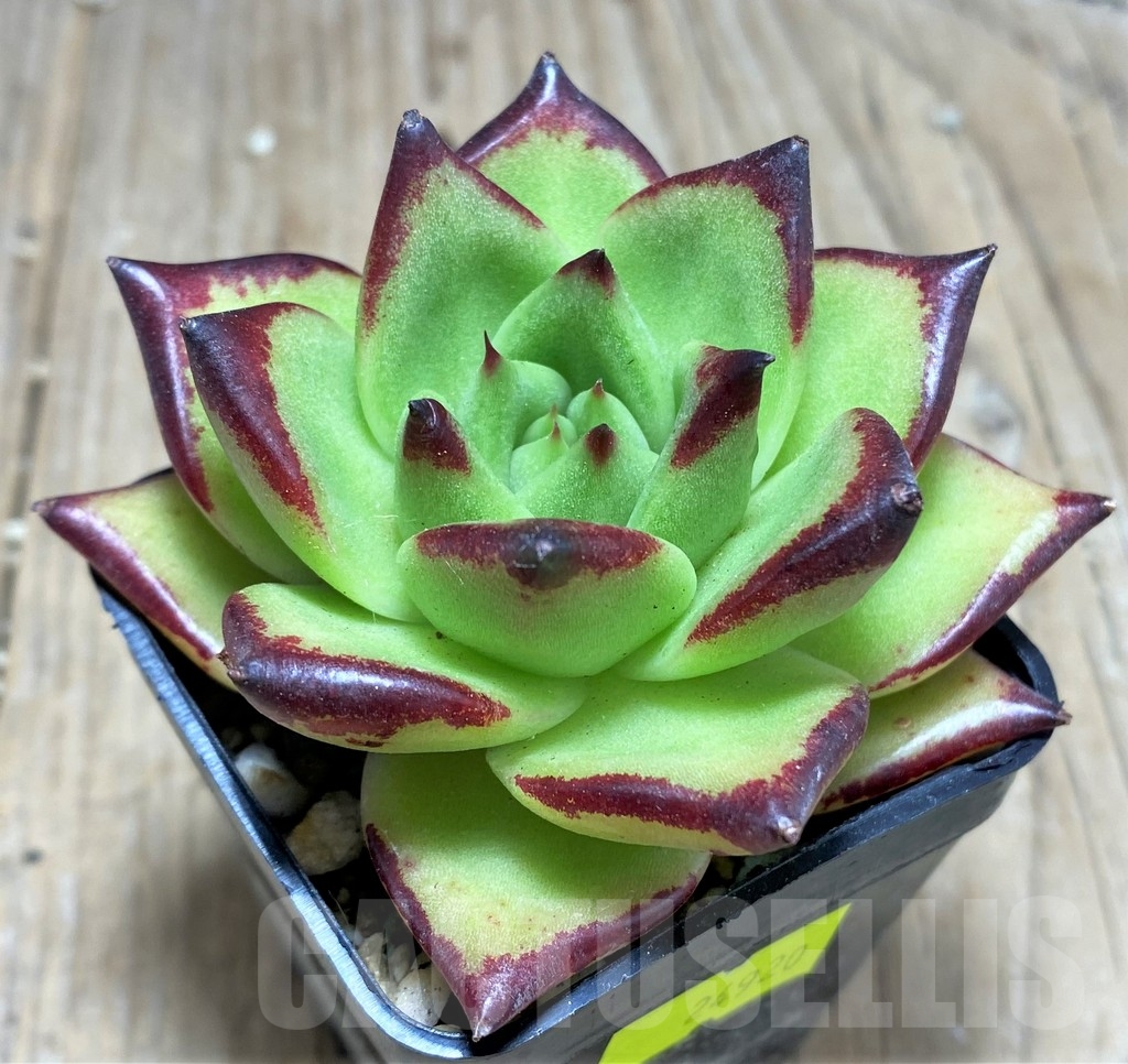 SHPR24920 Echeveria agavoides 'Ebony'