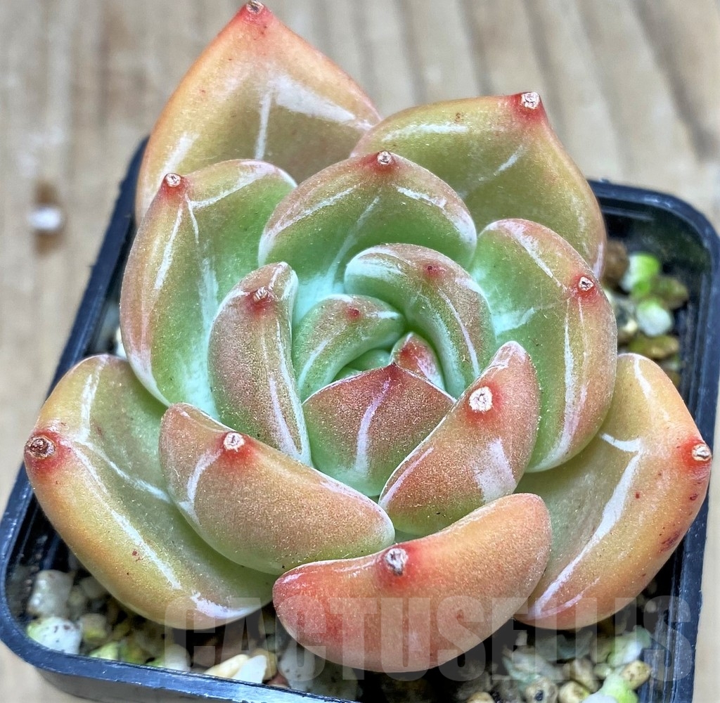SHPR24921 Echeveria 'Champagne' - Image 2